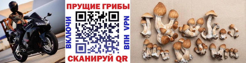 Псилоцибиновые грибы Psilocybe  Дыгулыбгей 